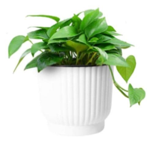 Planter Safe- 14cm Amazon