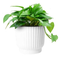 Planter Safe- 14cm